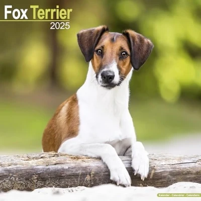 Abbildung von Fox Terrier Foxterrier 2025 16 Monatskalender: Original Avonside Kalender [Mehrsprachig] [Kalender]