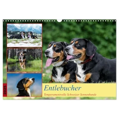 Abbildung von Entlebucher Temperamentvolle Schweizer Sennenhunde (Wandkalender 2025 DIN A3 quer), CALVENDO Monatskalender