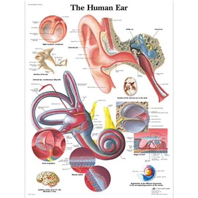 Abbildung von 3B Scientific VR1243UU Menschliche Anatomie Lehrtafel des menschlichen Ohrs, Papierversion