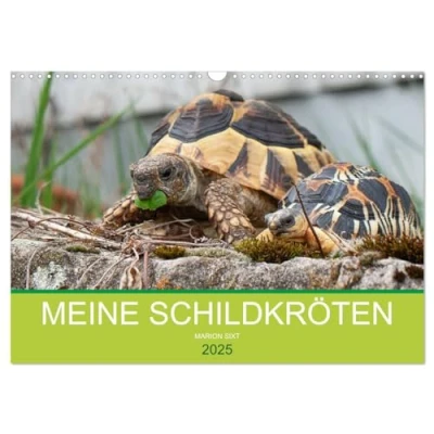 Abbildung von Meine Schildkröten (Wandkalender 2025 DIN A3 quer), CALVENDO Monatskalender
