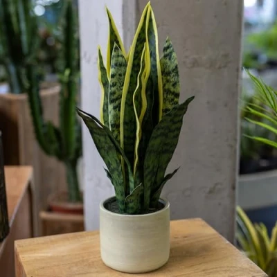 Abbildung von DARO DEKO künstliche Zimmerpflanze Sansevieria 53cm im Topf Zier Pflanze Kunstpflanze Tischdeko