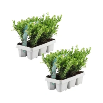 Abbildung von Plants by Frank 12 Stechpalme Pflanze Heckenpflanzen Winterhart x Ø7 cm 15 Ilex crenata Jenny Buchs ersatz Buchsbaum