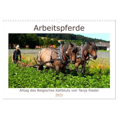 Abbildung von Arbeitspferde Alltag des belgischen Kaltbluts (Wandkalender 2025 DIN A3 quer), CALVENDO Monatskalender