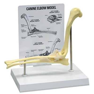 Abbildung von GPI Anatomicals Ellenbogenmodell vom Hund