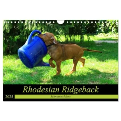 Abbildung von Rhodesian Ridgeback Schnappschüsse (Wandkalender 2025 DIN A4 quer), CALVENDO Monatskalender