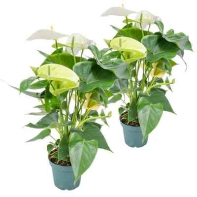 Abbildung von Bloomique 2er Set Anthurium Andreanum Weiß Flamingoblume Blühende Zimmerpflanzen Pflegeleicht Höhe 30 40 cm Topf 12