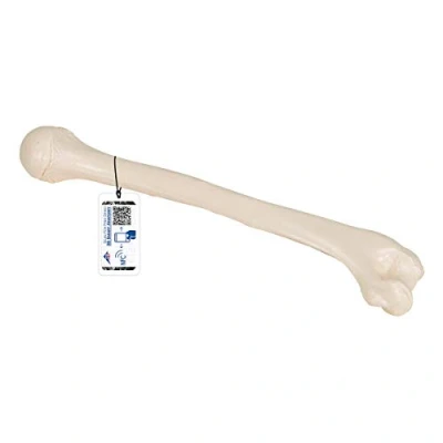 Abbildung von 3B Scientific Humerus Modell A45/1 + kostenlose Anatomie App Smart Anatomy