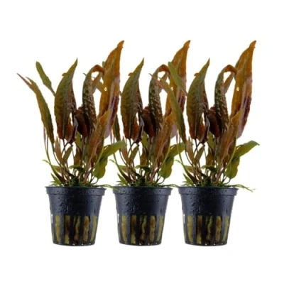 Abbildung von AquaOne Aquarium Pflanze 3 Stück Cryptocoryne usteriana I Mittelgrund Wasserpflanze Aquariumpflanze Rosette voll durchwurzelt einfach Aquascaping Dekoration