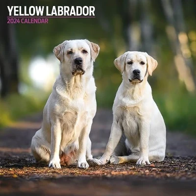 Abbildung von Traditioneller Labrador Kalender 2024, Gelb
