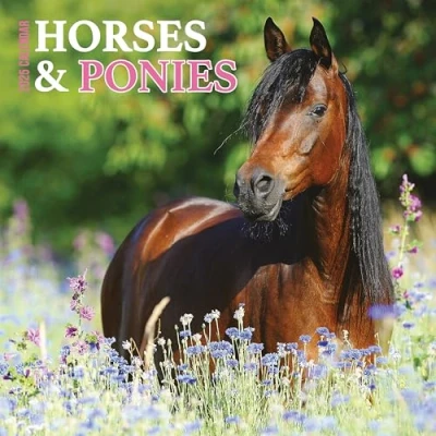 Abbildung von Pferde &amp; Ponys Kalender 2025