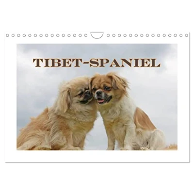 Abbildung von Tibet Spaniel (Wandkalender 2025 DIN A4 quer), CALVENDO Monatskalender