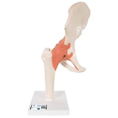 Abbildung von 3B Scientific Menschliche Anatomie Luxus Hüftgelenk Funktionsmodell + kostenlose App Smart Anatomy, A81/1