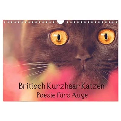 Abbildung von Britisch Kurzhaar Katzen Poesie fürs Auge (Wandkalender 2025 DIN A4 quer), CALVENDO Monatskalender