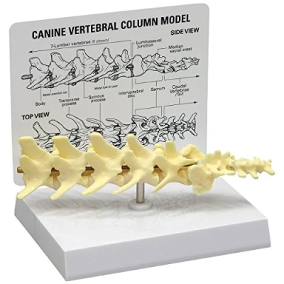 Abbildung von GPI Anatomicals W33353 Hund Wirbelmodell