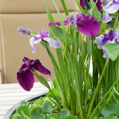 Abbildung von Bloomique 3er Set Iris Kaempferi Japanische Sumpf Schwertlilie Teichpflanzen Winterhart Wasserpflanzen Zone 1 2 Höhe 15 25 cm Topf 9
