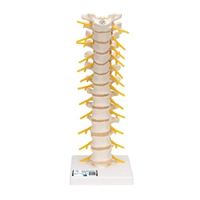 Abbildung von 3B Scientific Menschliche Anatomie Brustwirbelsäule + kostenlose App Smart Anatomy