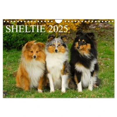 Abbildung von Sheltie 2025 (Wandkalender DIN A4 quer), CALVENDO Monatskalender