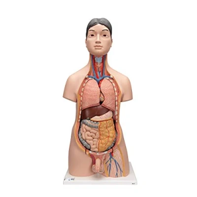 Abbildung von 3B Scientific japanisches Deluxe Torso Modell, in Luxus Ausführung, zweigeschlechtlich, 18 teilig + kostenlose Anatomie App Smart Anatomy