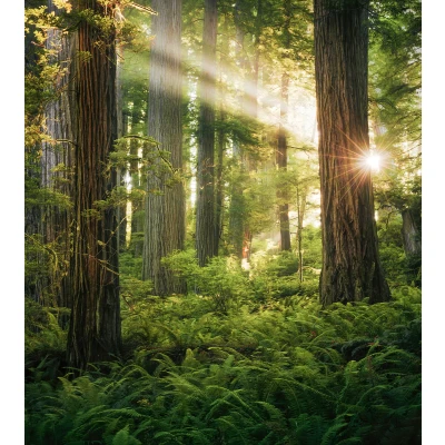 Abbildung von Komar Vliestapete &quot;Goblins Woods&quot;, 250x280 cm (Breite x Höhe), Wohnzimmer, Schlafzimmer