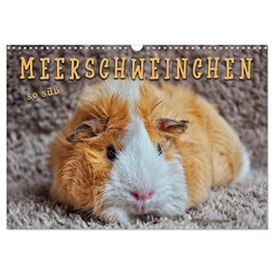 Abbildung von Meerschweinchen so süß (Wandkalender 2025 DIN A3 quer), CALVENDO Monatskalender