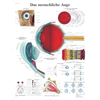 Abbildung von 3B Scientific Lehrtafel Das menschliche Auge