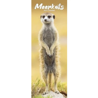 Abbildung von Meerkats Erdmännchen 2025: Original Avonside Kalender Slimline [Mehrsprachig] [Kalender] (Slimline Kalender)