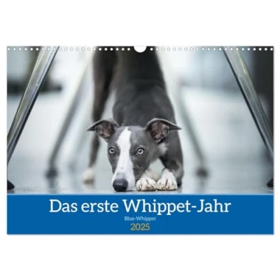 Abbildung von Das erste Whippet Jahr (Wandkalender 2025 DIN A3 quer), CALVENDO Monatskalender