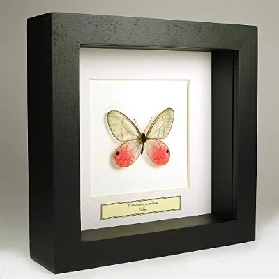 Abbildung von De Museumwinkel.com Cithaerias merolina Errötendes Phantom Schmetterling Echter präparierter montiert unter Glas in handgefertigten schwarzen Holzrahmen