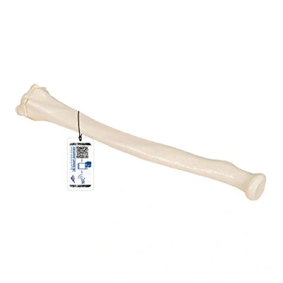 Abbildung von 3B Scientific Menschliche Anatomie Speiche + kostenlose App Smart Anatomy