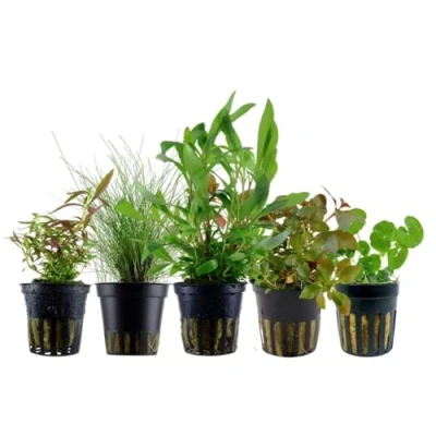 Abbildung von AquaOne Aquarium Pflanzen I 5x Wasserpflanzen Einsteiger Aquarienpflanzen Eleocharis Hygrophila Ludwigia Limnophila Hydrocotyle Set mit 5 Aquariumpflanzen