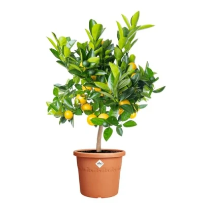 Abbildung von Algarve cilindro 35 terra Blumentopf Elho