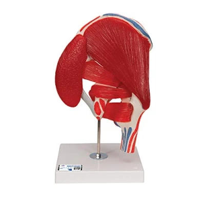 Abbildung von 3B Scientific Menschliche Anatomie Hüftgelenk, 7 teilig + kostenlose App Smart Anatomy, A881