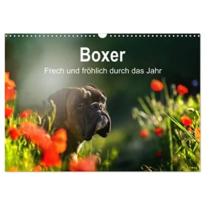 Abbildung von Boxer Frech und fröhlich durch das Jahr (Wandkalender 2025 DIN A3 quer), CALVENDO Monatskalender