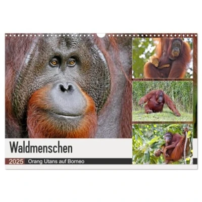 Abbildung von Waldmenschen Orang Utans auf Borneo (Wandkalender 2025 DIN A3 quer), CALVENDO Monatskalender