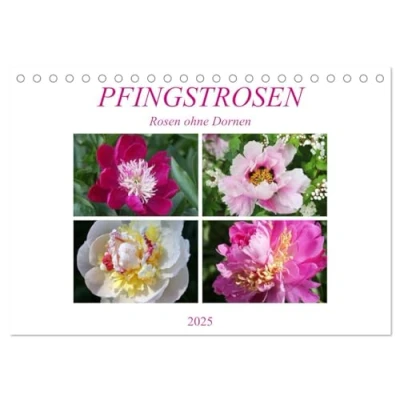 Abbildung von PFINGSTROSEN Rosen ohne Dornen (Tischkalender 2025 DIN A5 quer), CALVENDO Monatskalender