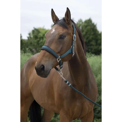 Abbildung von Norton Halfterset Large Dunkelgrün Warmblut