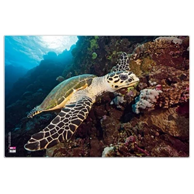Abbildung von VELOFLEX 4651112 Schreibtischunterlage Schildkröte, 40 x 60 cm, rutschfest, abwischbar, mit transparenter Antireflex Schutzfolie, Schreibtischauflage, Malunterlage, Bastelunterlage