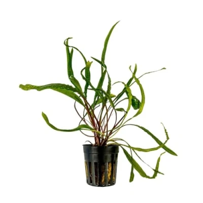 Abbildung von AquaOne Aquarium Pflanze Cryptocoryne balansae I Wasserpflanze Aquariumpflanze Rosette voll durchwurzelt einfach pflegeleicht Aquascaping Dekoration