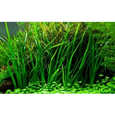 Abbildung von AquaOne Aquarium Pflanze Cyperus helferi I Wasserpflanze Aquariumpflanze Ausläufer voll durchwurzelt einfach pflegeleicht Aquascaping Dekoration