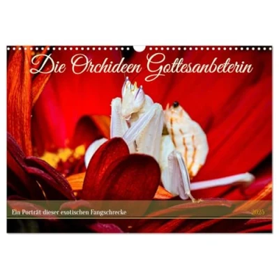 Abbildung von Die Orchideen Gottesanbeterin (Wandkalender 2025 DIN A3 quer), CALVENDO Monatskalender