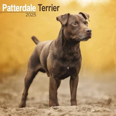 Abbildung von Patterdale Terrier 2025 16 Monatskalender: Original Avonside Kalender [Mehrsprachig] [Kalender] (Wall Kalender)