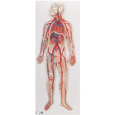Abbildung von 3B Scientific Menschliche Anatomie Blutkreislauf + kostenlose App Smart Anatomy, G30