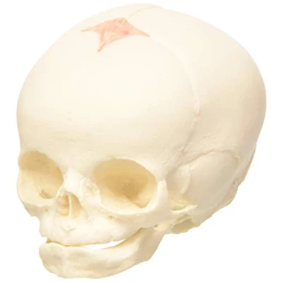Abbildung von 3B Scientific A25 Schädelmodell des Fötus, Naturabguss, 30. Schwangerschaftswoche + kostenlose Anatomie App Smart Anatomy