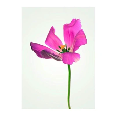 Abbildung von Komar Poster &quot;Tulip&quot;, Blumen, (1 St.), Kinderzimmer, Schlafzimmer, Wohnzimmer