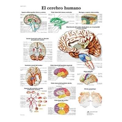 Abbildung von 3B Scientific Lehrtaffel El cerebro humano Spanisch