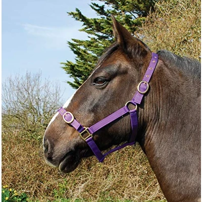 Abbildung von Rhinegold 0 Nylon Headcollar Full Purple Halfter, violett, Volle Größe