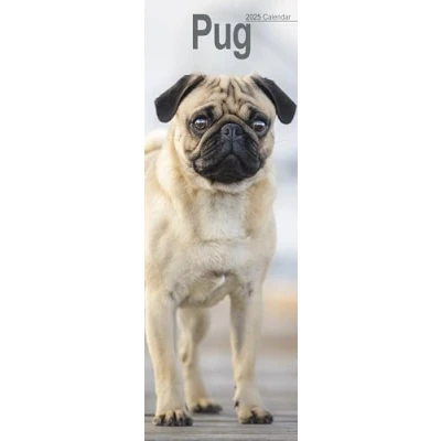 Abbildung von Pugs Möpse 2025: Original Avonside Kalender Slimline [Mehrsprachig] [Kalender] (Slimline Kalender)