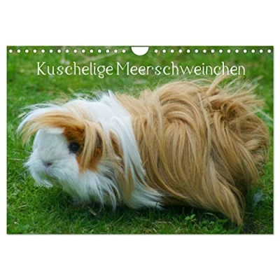 Abbildung von Kuschelige Meerschweinchen (Wandkalender 2025 DIN A4 quer), CALVENDO Monatskalender