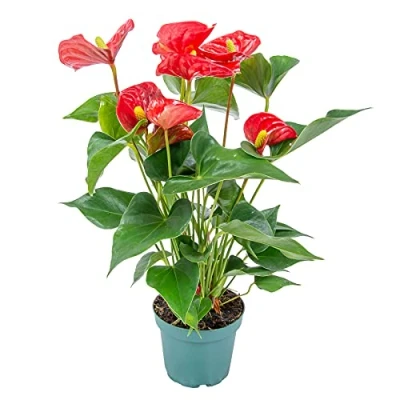 Abbildung von Bloomique Anthurium Andreanum Rot Flamingoblume Blühende Zimmerpflanzen Pflegeleicht Höhe 30 40 cm Topf 12