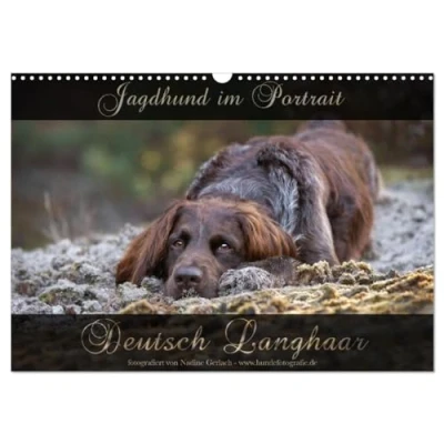 Abbildung von Jagdhund im Portrait Deutsch Langhaar (Wandkalender 2025 DIN A3 quer), CALVENDO Monatskalender